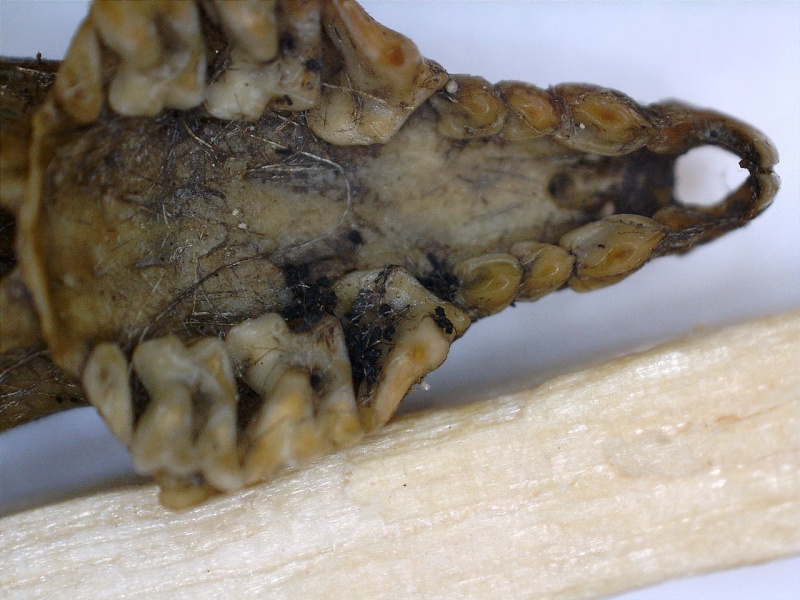 [Microtus agrestis, M. subterraneus & Crocidura russula] pelotte rejection analyse dentition Musara10
