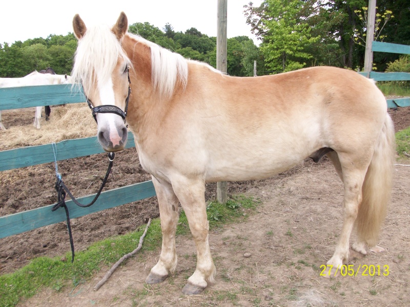 Tregor mon cheval magic, ma licorne 100_3912