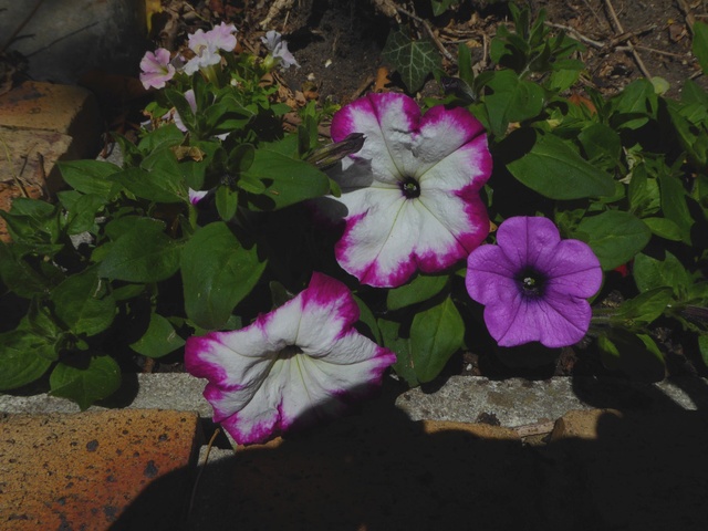 Un petit tour au jardin Pytuni13