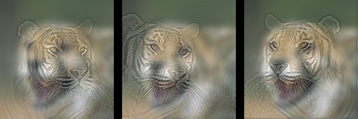 Dr. Colère et Mr. Calme - Images Hybrides Tiger_10