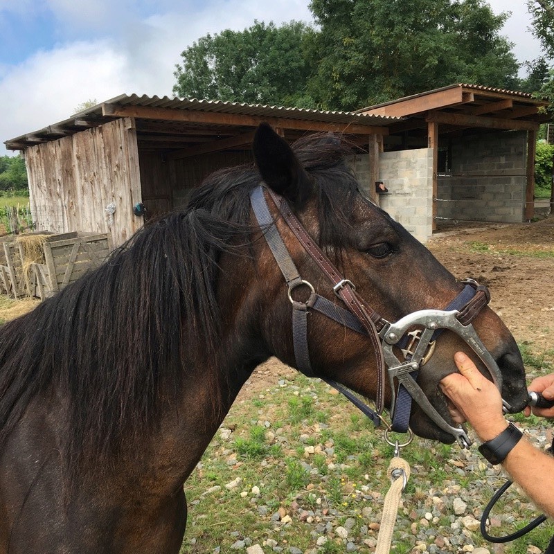 Harmonie double ponette, 22 ans en FA chez Valérie B  H210