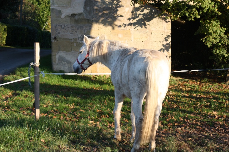 Eclipse, ponette 25 ans (FA définitive Mr B.) A PARRAINER ! - Page 2 Img_0527