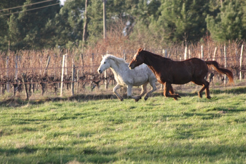 Eclipse, ponette 25 ans (FA définitive Mr B.) A PARRAINER ! - Page 2 Img_0718