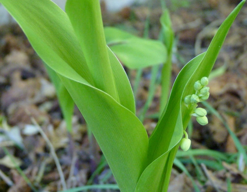 Le muguet du 2 Avril 113