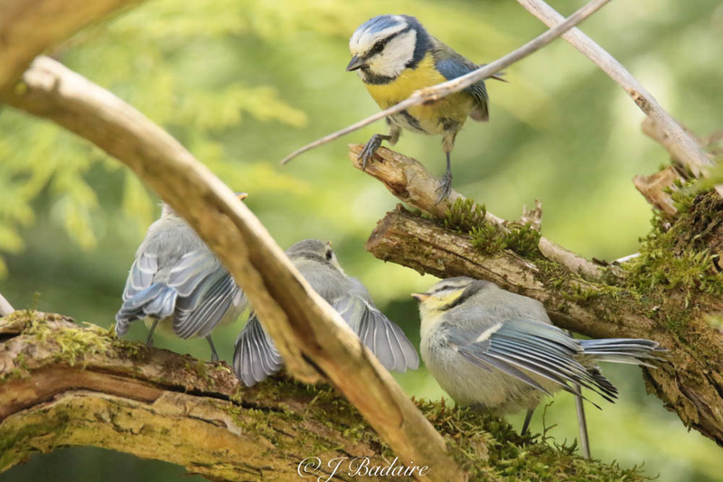 Rencontres ailées du jardin  de Jacline Imgl9610