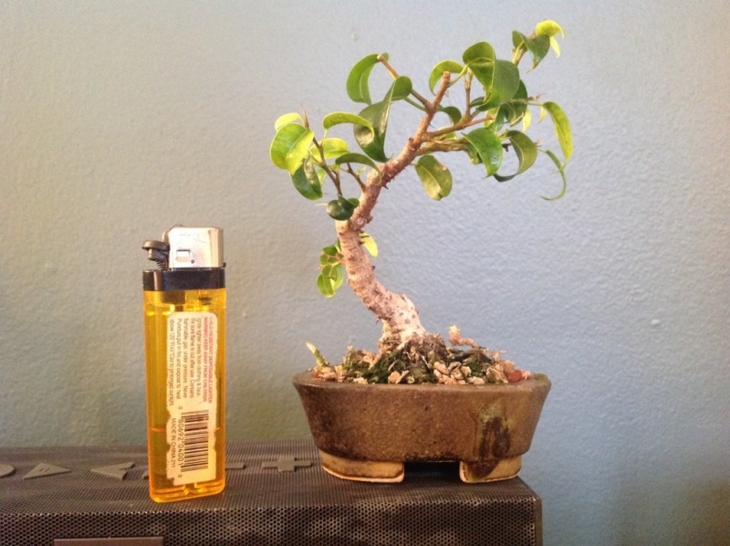 Old Ficus benjamina Image15