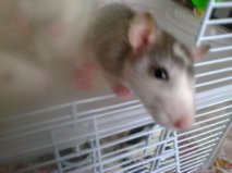 15 ratons husky (83 + covoits) cherchent des adoptants Getatt12