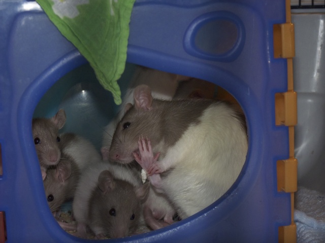 Grande braderie de ratons et de maman rat dans le 06 + covoiturage P1050516