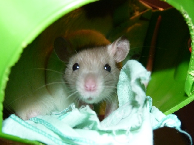 Grande braderie de ratons et de maman rat dans le 06 + covoiturage P1050616