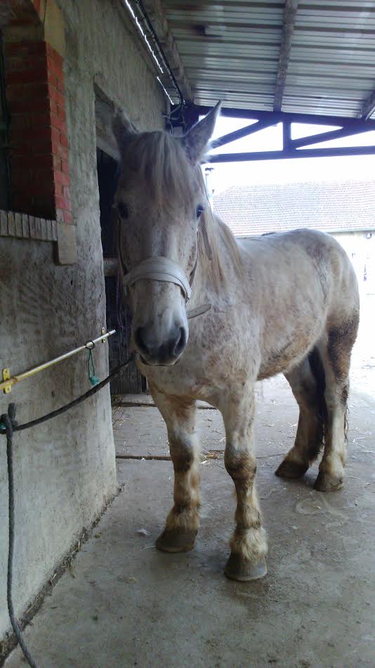 ARTHUR - ONC Trait né en 2010 - adopté en mars 2017 - Page 2 411