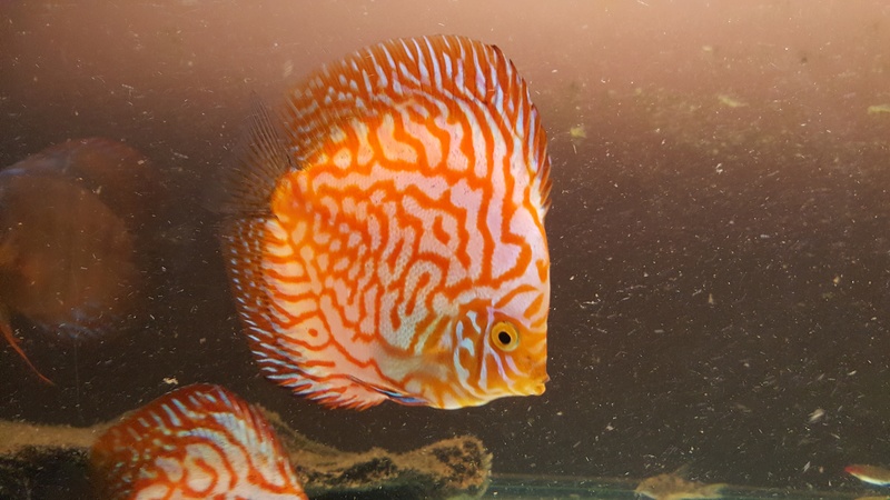 Passage sur 600 Litres Discus 20161213
