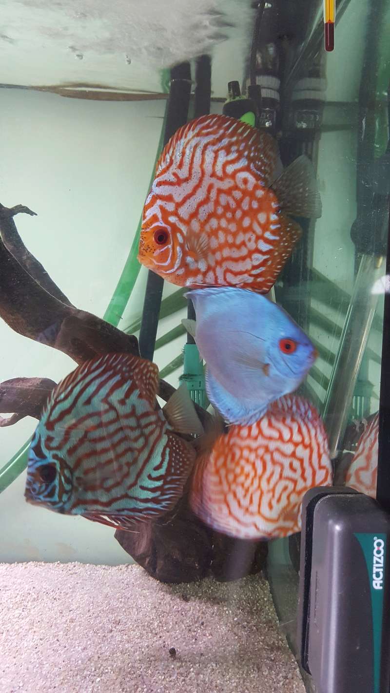 Passage sur 600 Litres Discus 20161217