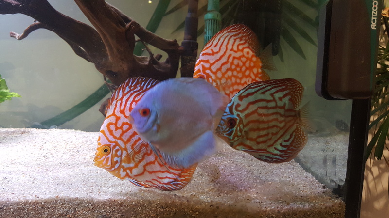 Passage sur 600 Litres Discus 20161219
