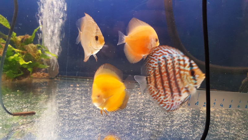 Passage sur 600 Litres Discus 20170218