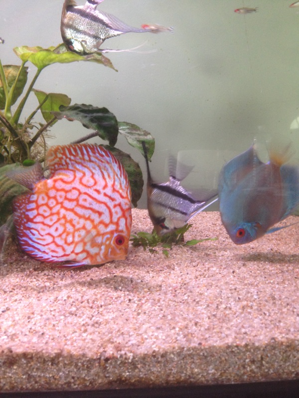 Passage sur 600 Litres Discus 50807512