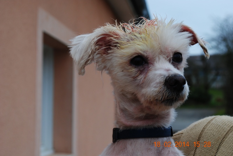 Harielle bichon maltais née en avril 2005 Fevrie11