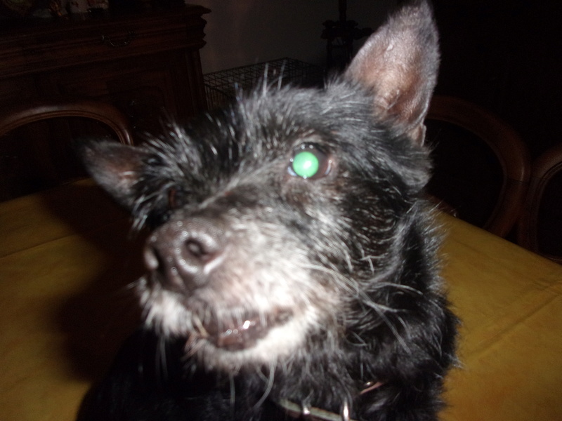 a l'Adoption Tess  petite chienne York X Cairn 100_1812