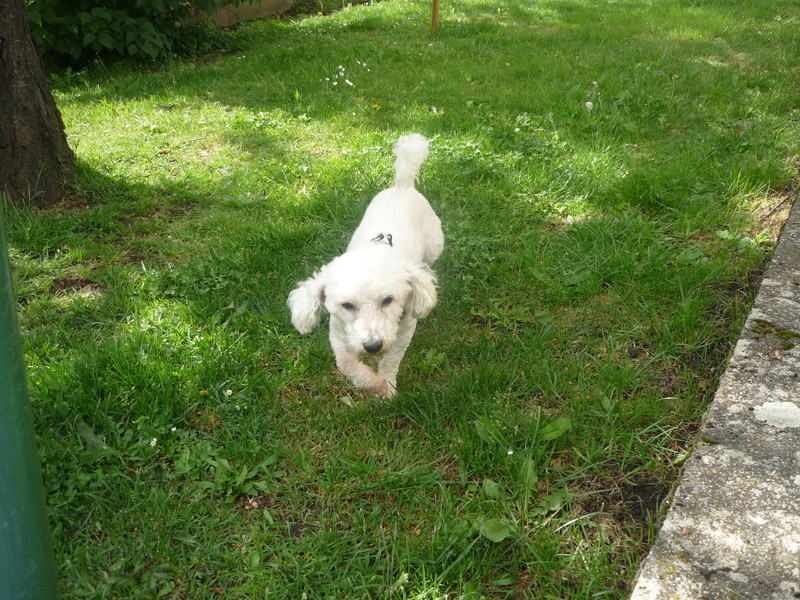 Gaspard Bichon Fris 10 ans asso PAS SANS TOIT P1110211