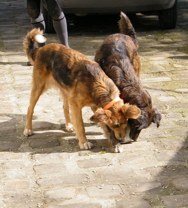 2 chiennes croises pagneul / berger australien de 6 ans Dscf0110