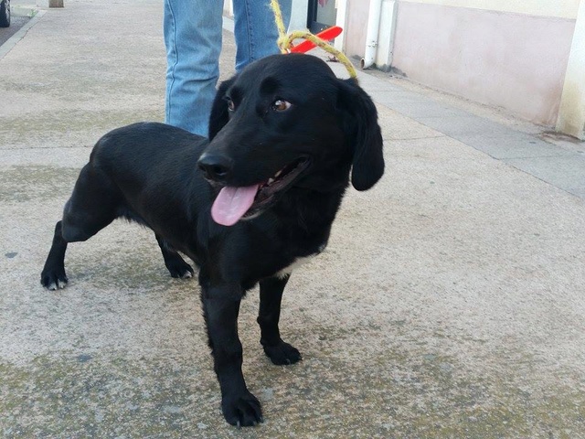 LEOo, mâle x labrador/bruno du jura 15 kg - 3 ans d'asso Sos Décharge, Corse du sud - - Sans Collier Provence à Gareoult (83)  17393110