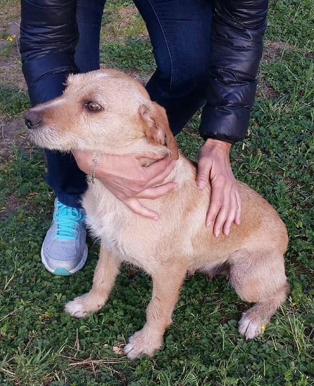 Fiora petite griffonne (basset fauve de Bretagne?) 6 ans, 15 kg - asso Sos Décharge Corse du sud - Sans Collier Provence à Gareoult (83) 17619610