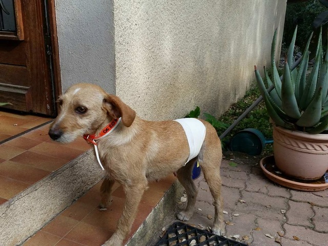 Fiora petite griffonne (basset fauve de Bretagne?) 6 ans, 15 kg - asso Sos Décharge Corse du sud - Sans Collier Provence à Gareoult (83) 17814110