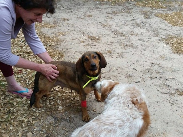 Lilybel (ex Paquerette) femelle x teckel poil sanglier14 kg - 4 ans de Sos Décharge, Corse du sud - en FA pr asso la tribu des crocs mignons (13) 18600810