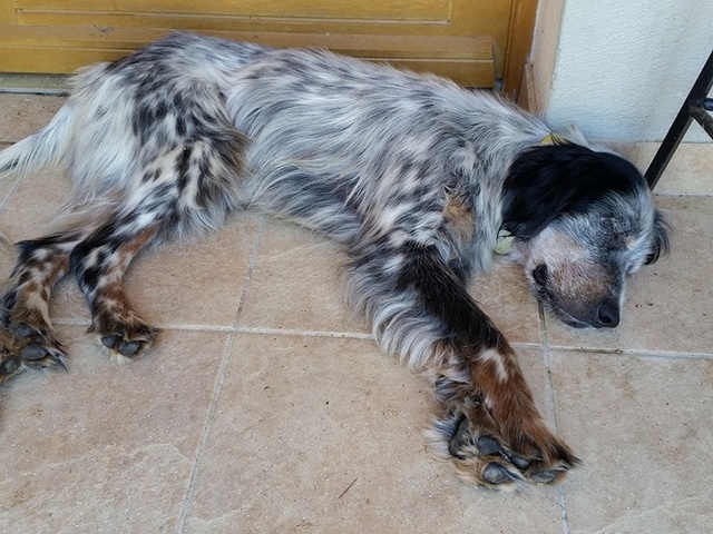 TARZAN et SULTAN adorables frères Setter anglais  de 18 mois d'Asso Sos Décharge, Corse - Sans Collier Provence à Gareoult (83)  19389811