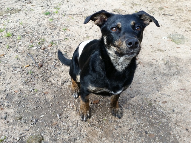 Missy, femelle x Jagdterrier ? 9 mois, 10 kg de Sos Décharge Corse du sud -  en FA pr asso La Tribu des Crocs Mignons (13)  20170210