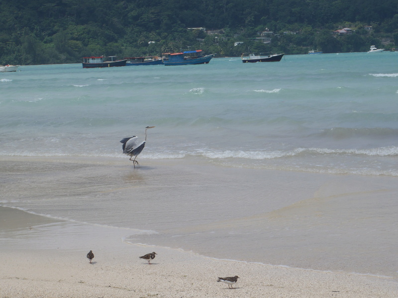 Seychelles mars 2017 P3052410