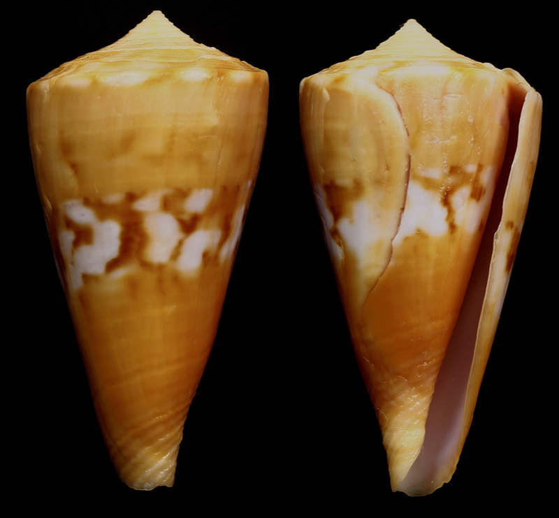 Conus (Dauciconus) riosi  Petuch, 1986 Daucic10