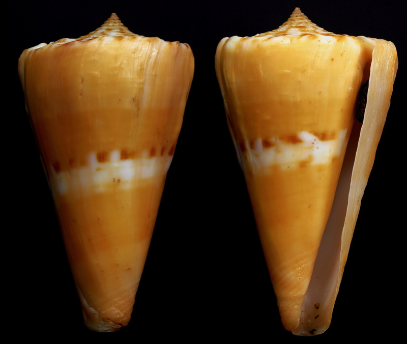 Conus (Dauciconus) riosi  Petuch, 1986 Daucic11