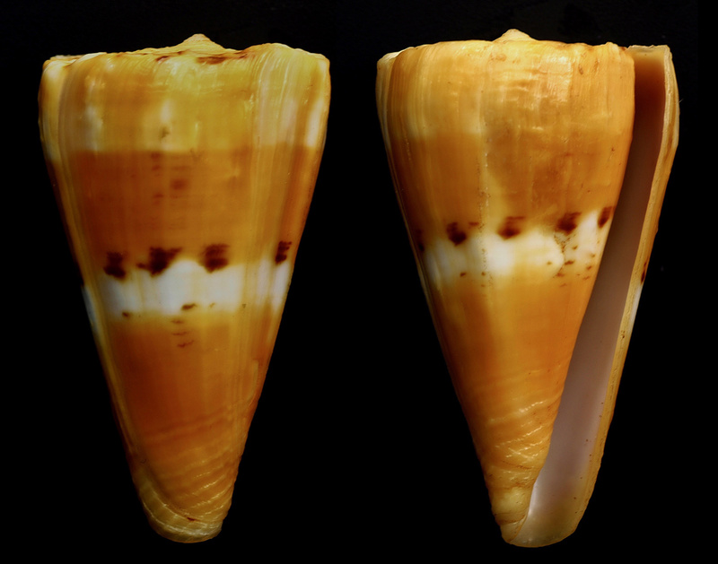Conus (Dauciconus) riosi  Petuch, 1986 Daucic12