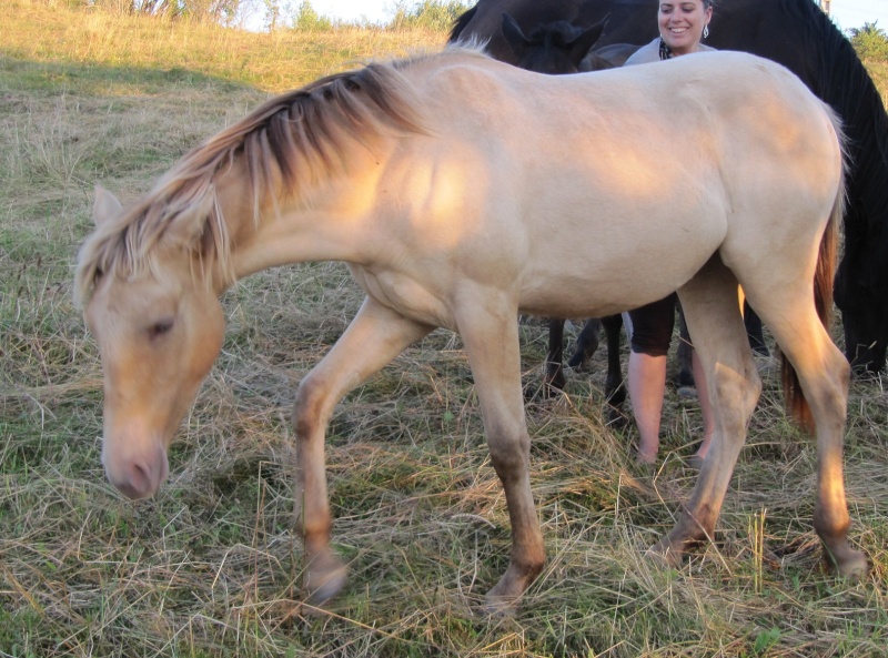 Les Chevaux D'Odun. - Page 35 Charm_10