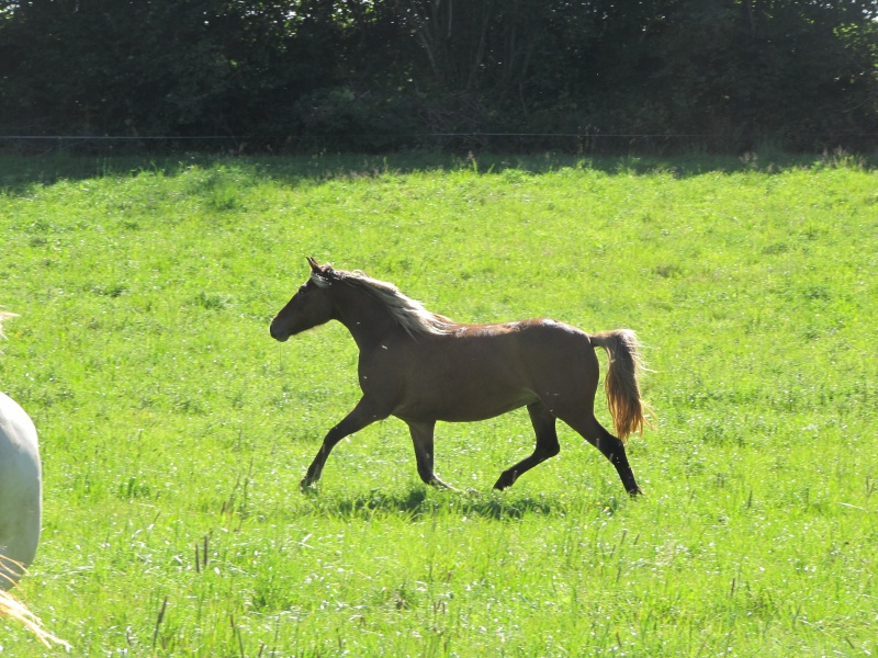 Les Chevaux D'Odun. - Page 36 Img_7413