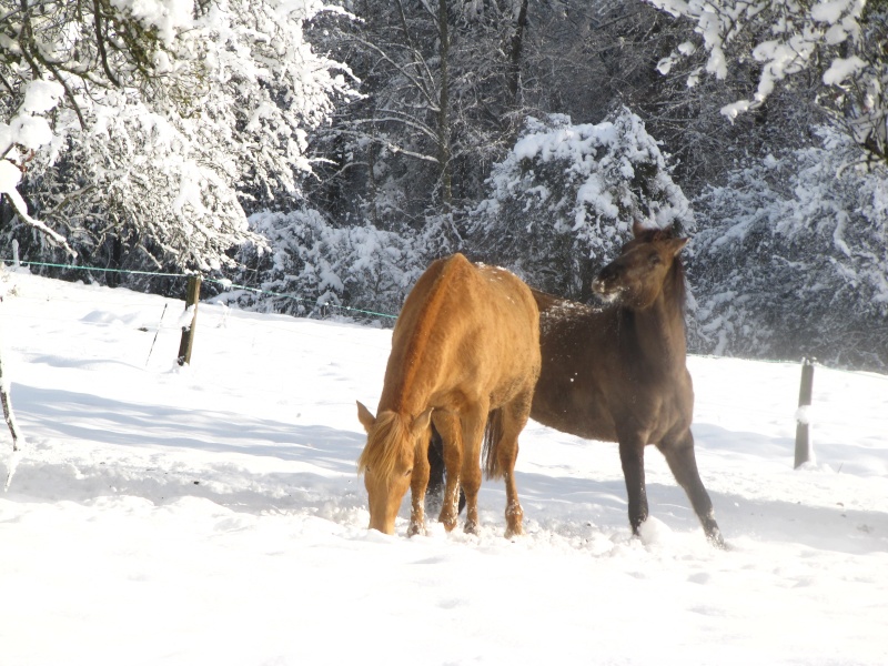 Les Chevaux D'Odun. - Page 35 Img_7813