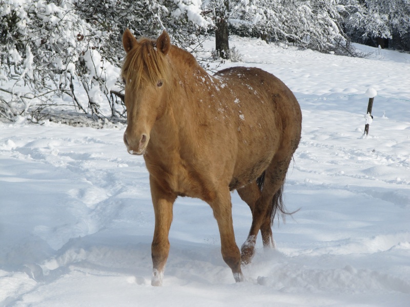 Les Chevaux D'Odun. - Page 35 Img_7823