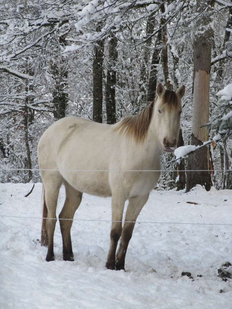 Les Chevaux D'Odun. - Page 35 Img_7833