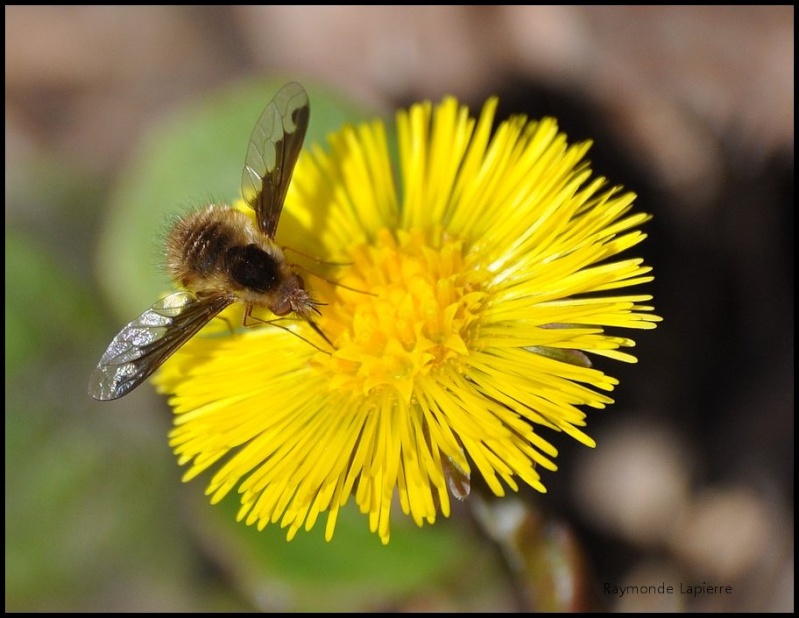 Bombyle sur tussilage farfara Dsc_1311