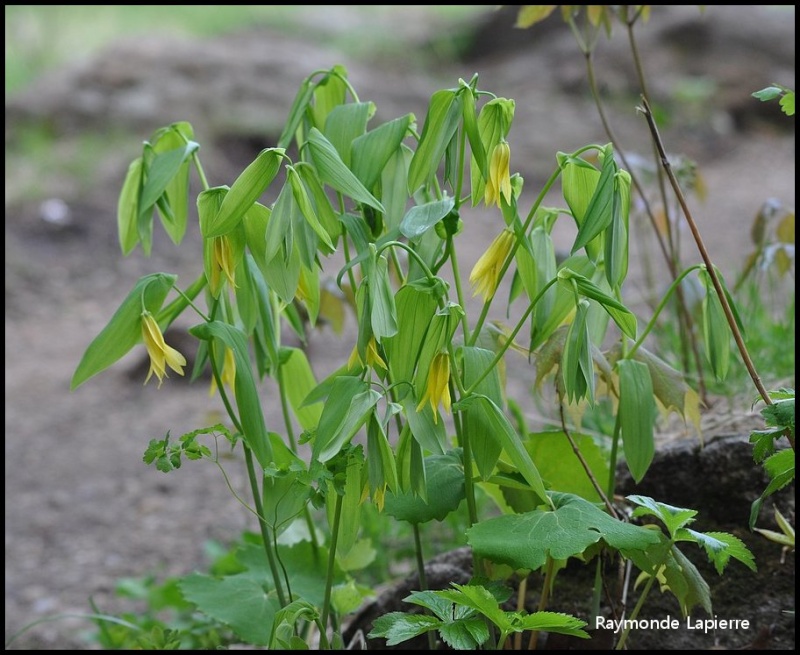 Autres plantes Dsc_1812