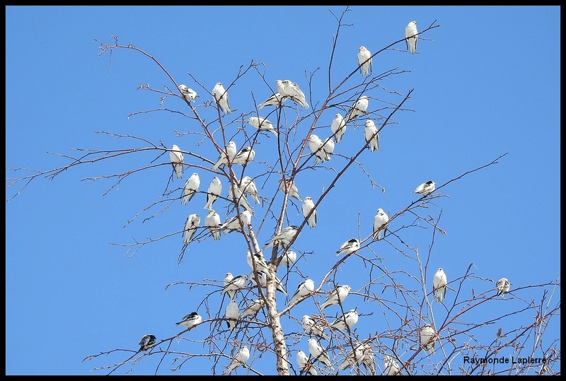 plectrophane des neiges Dscn7311