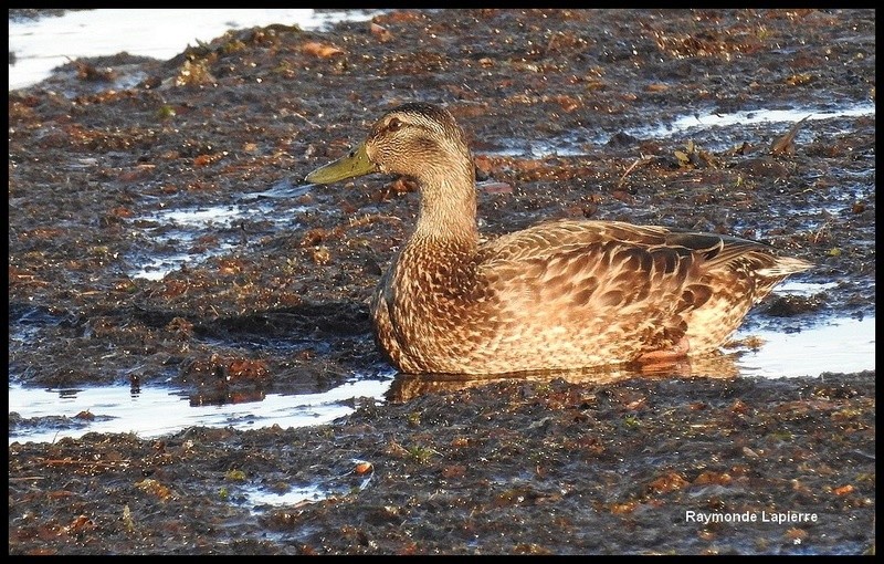 canard colvert Dscn8611