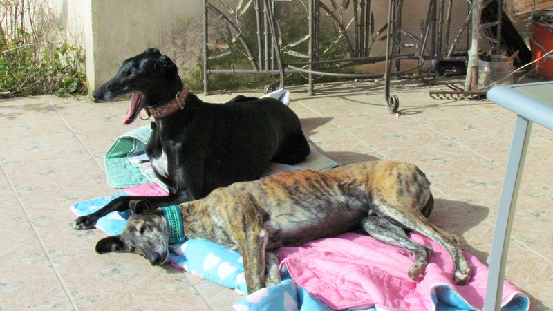 Kiko Rivera galgo né en 2011 "Residencia " Scooby France Adopté  - Page 3 Img_7017