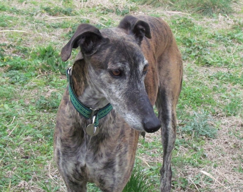 Kiko Rivera galgo né en 2011 "Residencia " Scooby France Adopté - Page 3 Img_7020