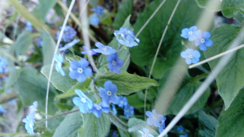 brunnera macrophylla ou myosotis du caucase - Page 3 Dsc_0027