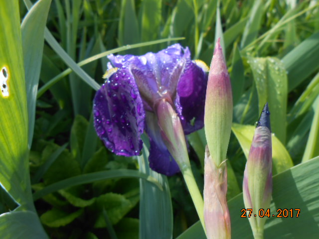Floraison d'iris de 2017 ....... à 2022 Dscn3877