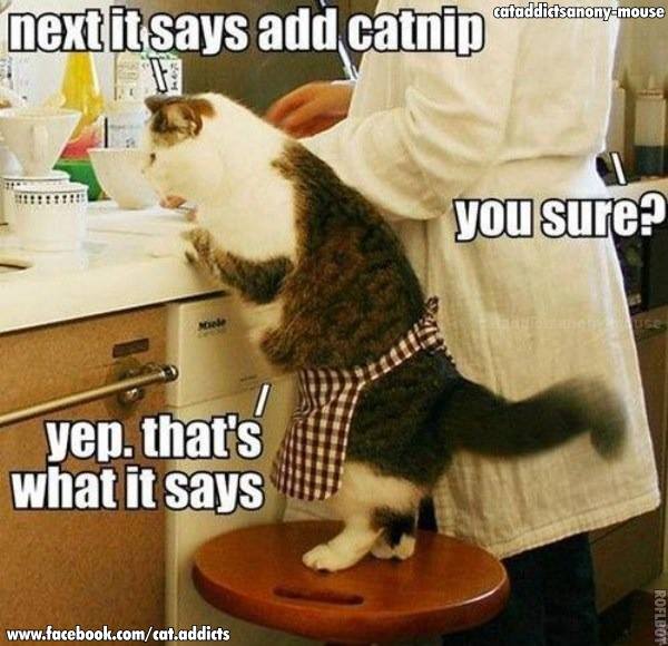 Funny Animal Photos - Page 26 Cat12