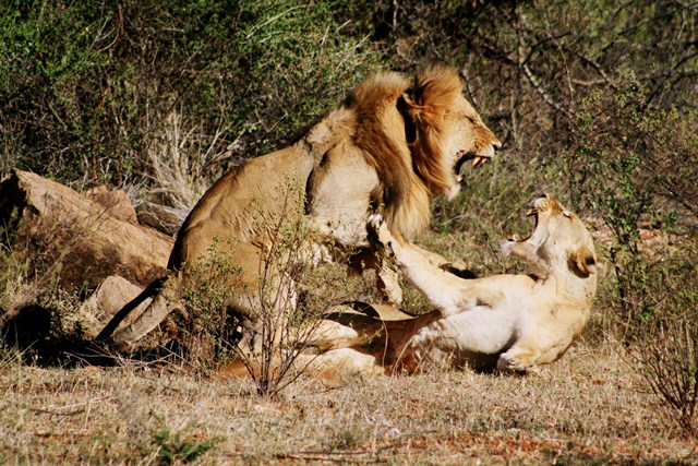 Doog's Safari - Day 2 (AM) Lion_110