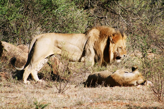 Doog's Safari - Day 2 (AM) Lion_210