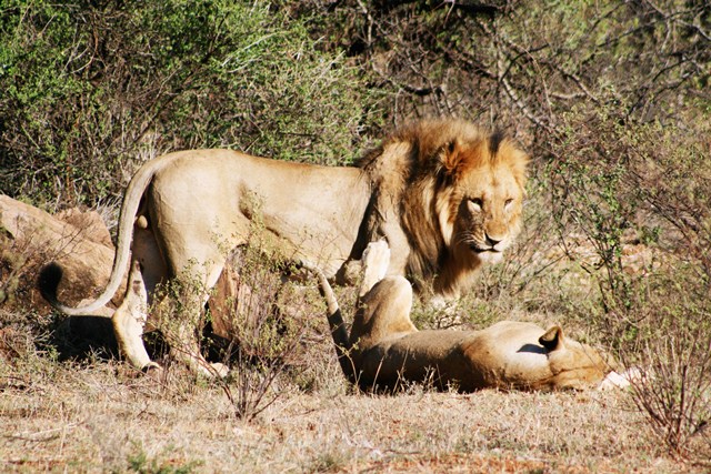 Doog's Safari - Day 2 (AM) Lion_310